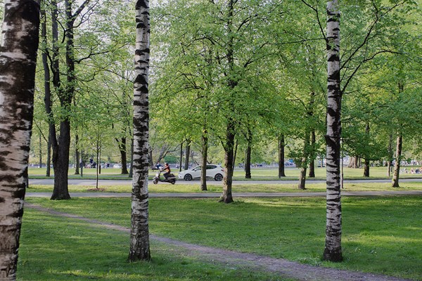 Träd i allén.