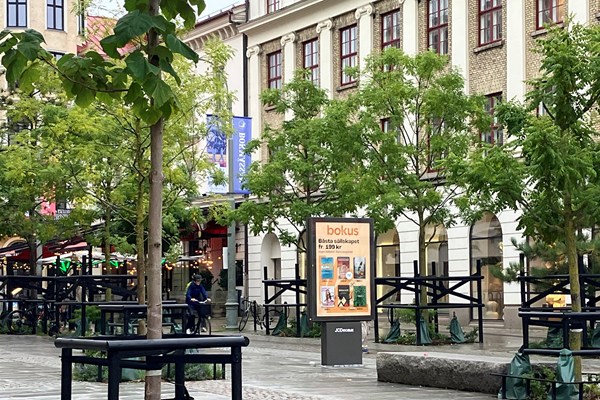 Träd i stadsmiljö framför hus vid Järntorget