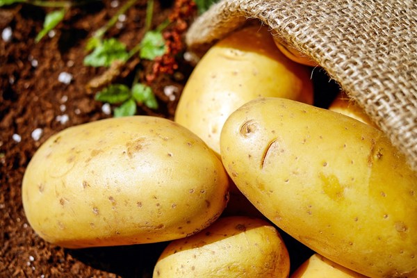 Potatis väntar på att bli chips.
