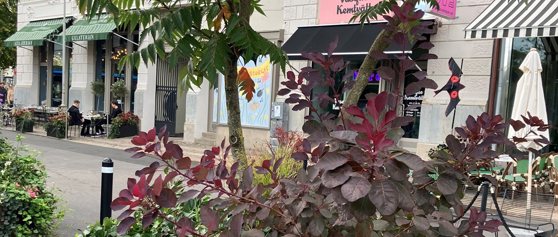 plantering i stadsmiljö vid Grönsakstorget