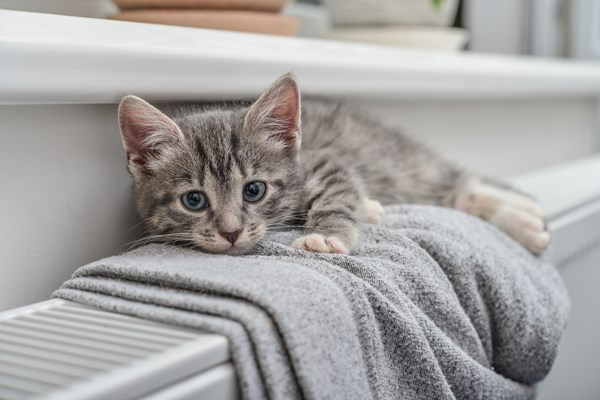 Bild på kattunge som vilar på element.