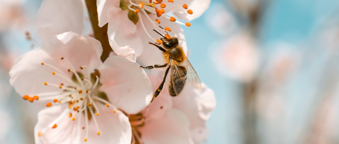 Bi pollinerar blomma