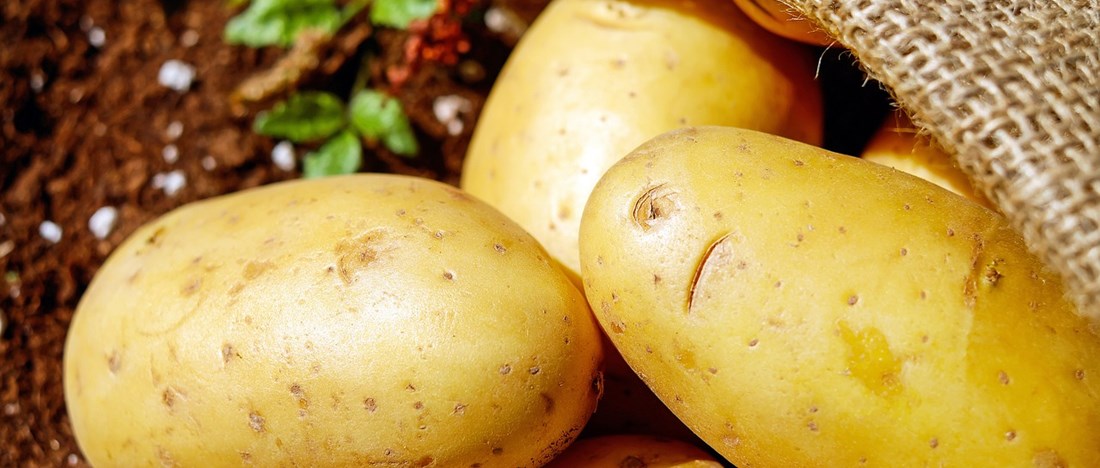 Potatis väntar på att bli chips.