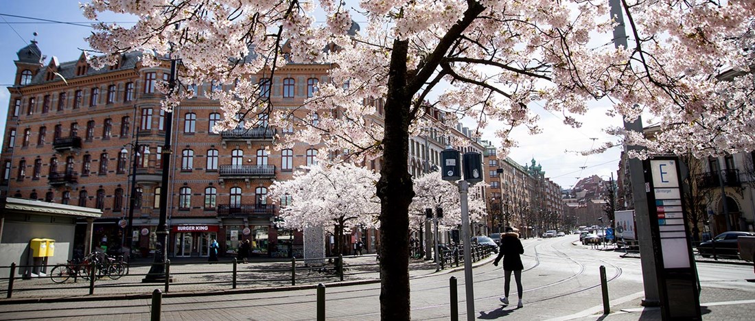 Körsbärsträd blommar vid Järntorget, Göteborg. Bild: Frida Winter.