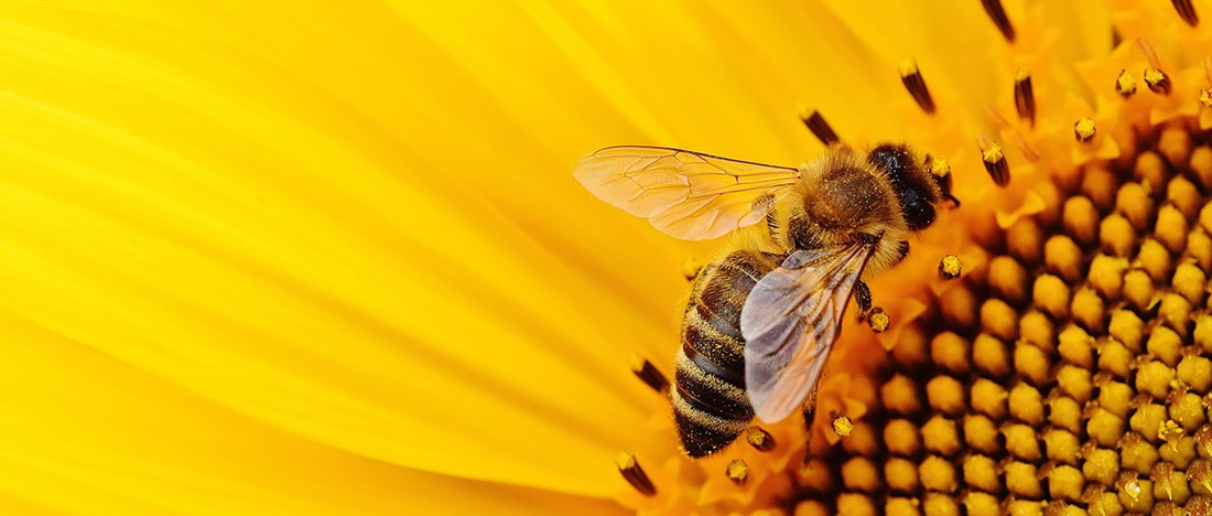 Ett bi samlar nektar från en solros.