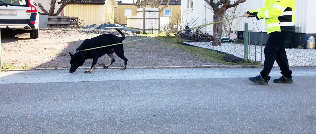 Hunden Jeckov genomsäker en villagata i Munkebäck efter fjärrvärmeläckor, matte Susanne Kihl håller i kopplet.