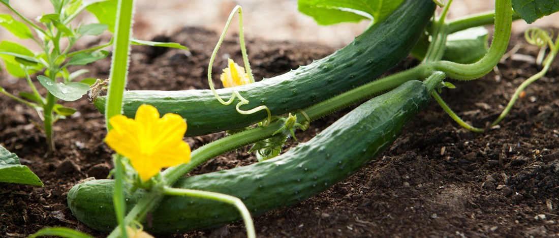 En trädgårdsbädd med en mogen zucchini.