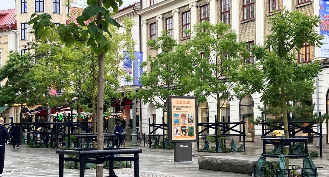 Träd i stadsmiljö framför hus vid Järntorget