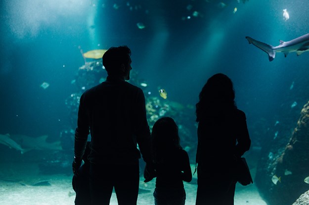 Familj på akvarium